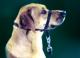 HUNTER Follow Me Ausbildungsgeschirr - von erfahrenen Hundetrainern empfohlen